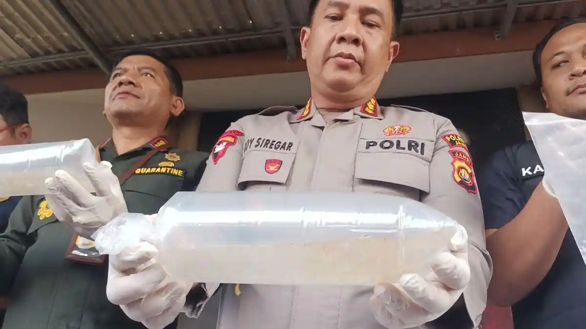 Benih Lobster dari Banten Digagalkan di Jambi, Negara Rugi Rp 7,1 Miliar