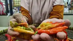 Cabai-Busuk-Pasar-Johar-Semarang.jpg