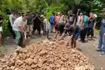Jalan di Jiken Blora Ditanami Pisang Warga, Bupati Arief Langsung Gercep Kirim Grosok