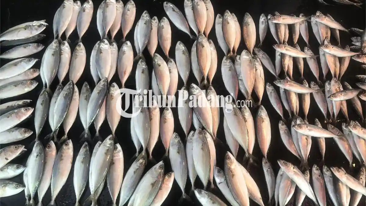 Cuaca Buruk Picu Kenaikan Harga Ikan di Padang, Naik hingga Rp500 Ribu per Keranjang