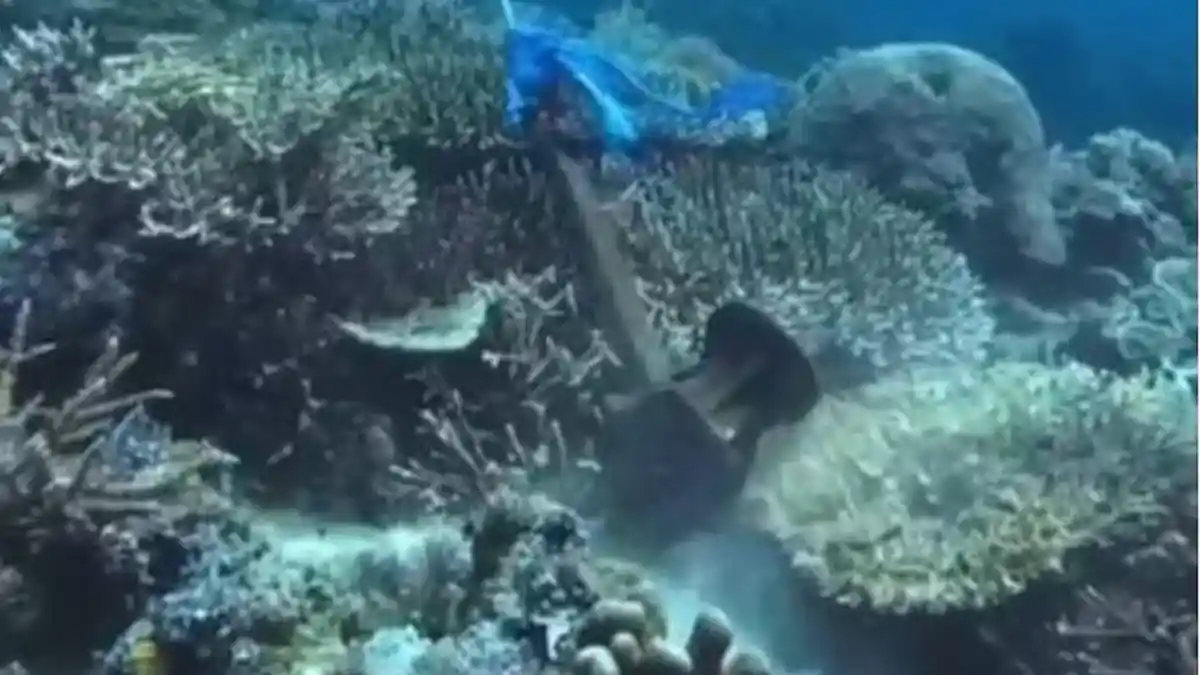 Viral Terumbu Karang Dirusak Jangkar Kapal di Labuan Bajo, Kapten Kapal: Tidak Ada Unsur Kesengajaan