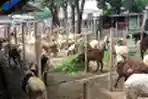 Pedagang Hewan Kurban di Pasar Kambing Galeong Kota Tangerang