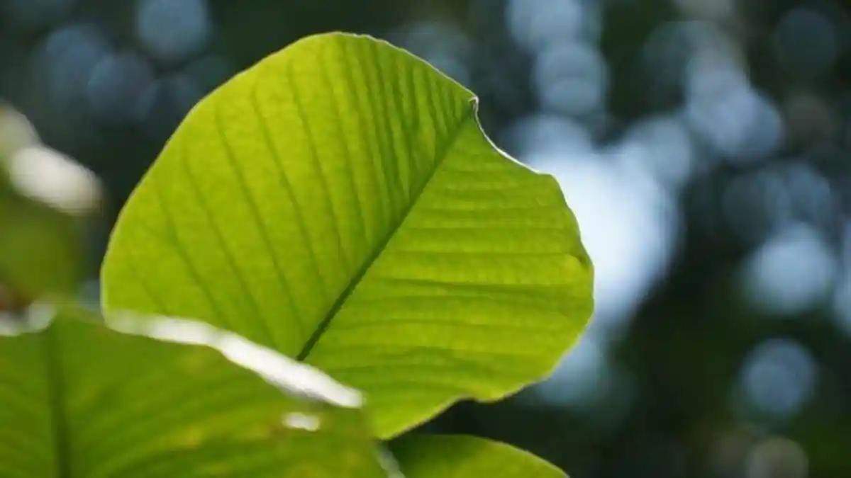 Manfaat Daun Ketapang Dapat Mengobati Penyakit Kulit, Oleskan Sari Pati Pada Bagian Tubuh yang Sakit