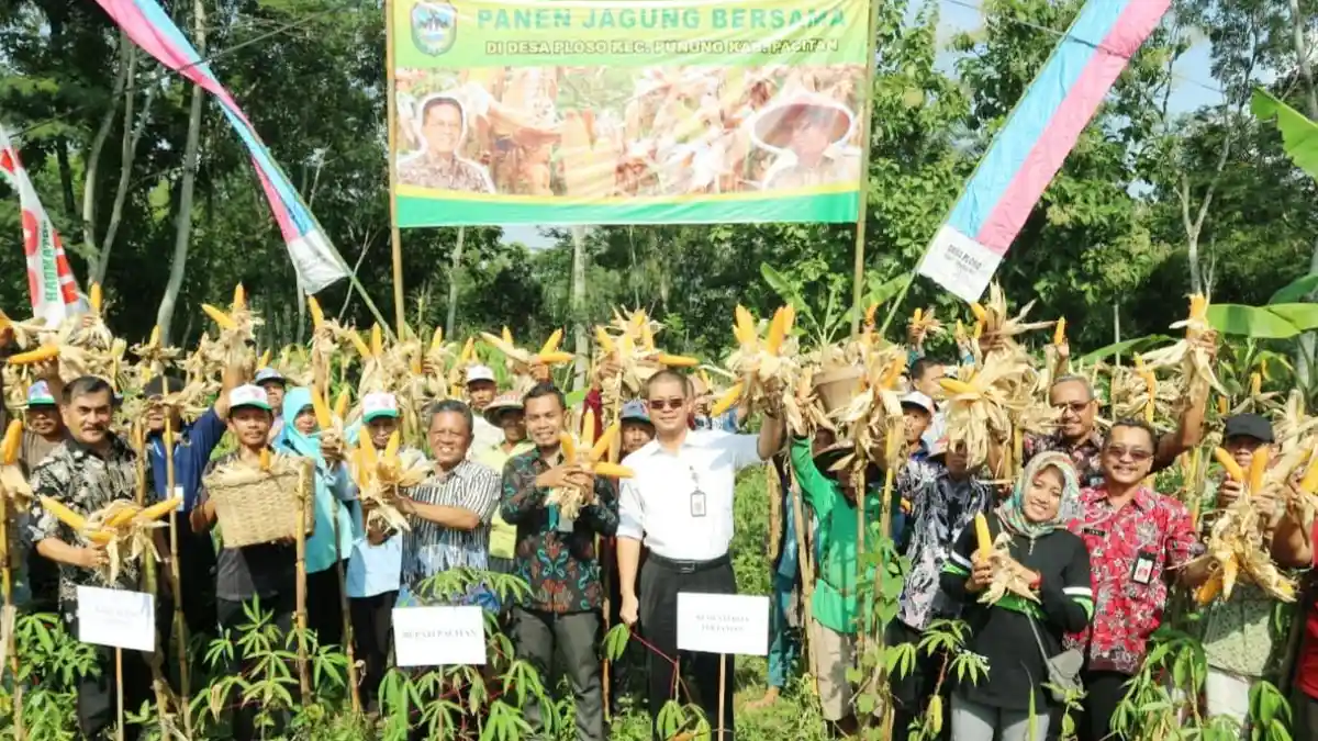 Panen Raya Jagung, Kementan dan Bupati Pacitan Meminta Bulog Membantu Petani