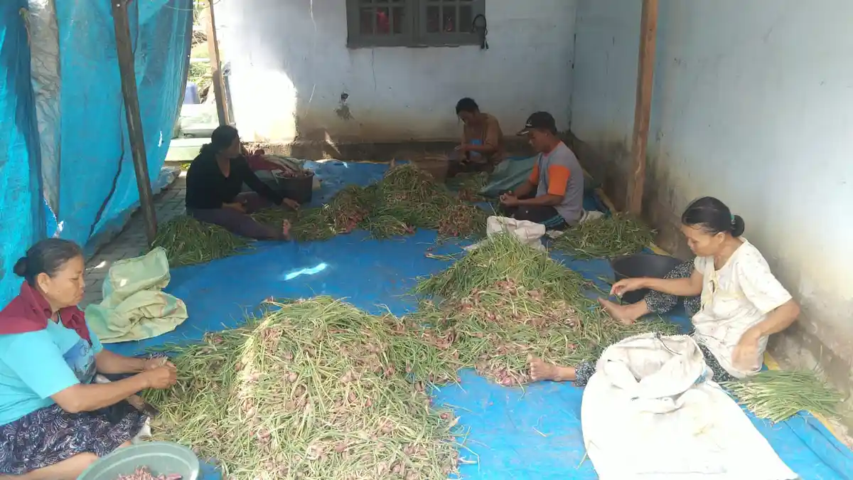 Harga Bawang Merah di Tingkat Pedagang di Blora Melonjak 
