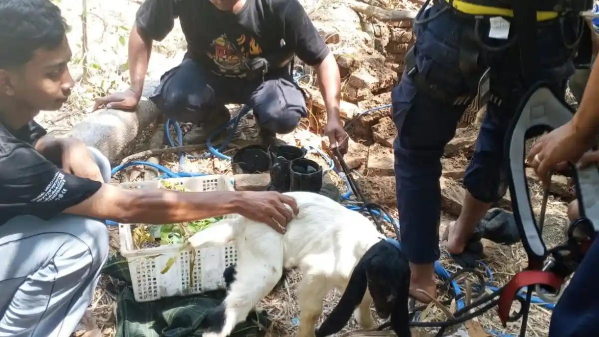 Dramatis! Kambing Warga Kediri Tercebur Sumur Sedalam 10 Meter, Damkar Turun Tangan