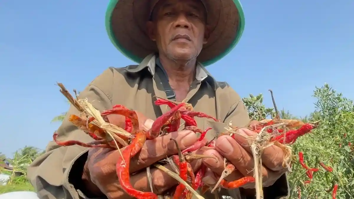 Panas Ekstrem Picu Gagal Panen Cabai di Wates