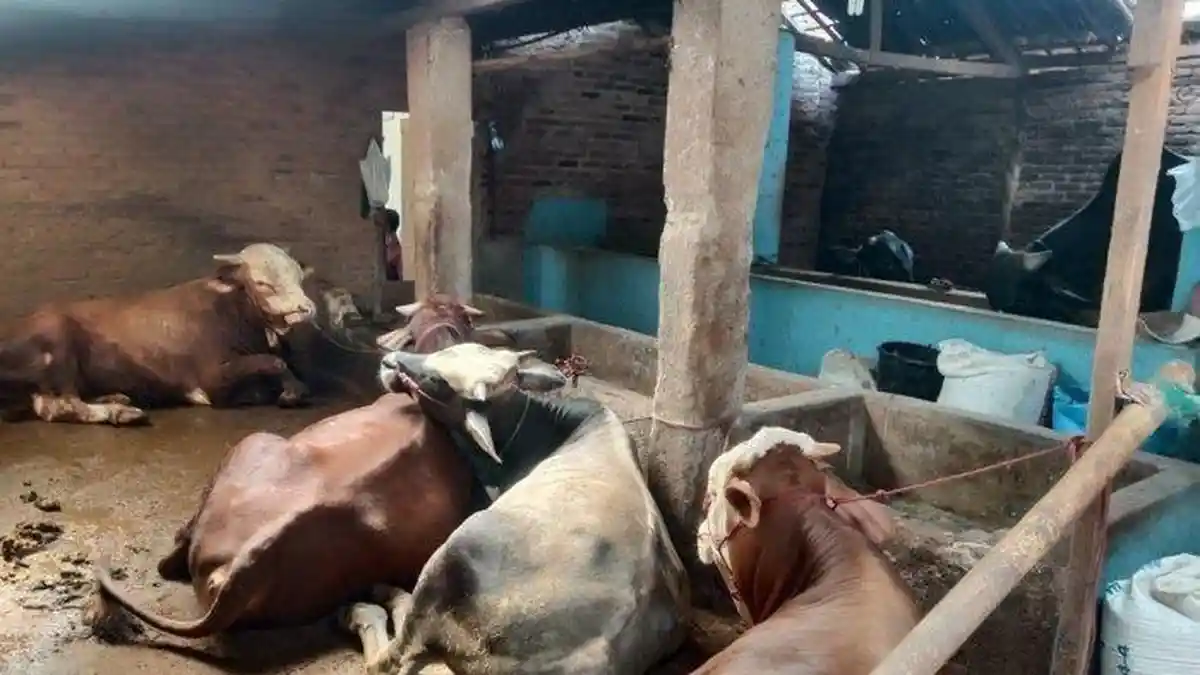 25 Ekor Sapi di Metro Lampung Terjangkit Virus LSD, Ditemukan di 2 Kecamatan Berbeda