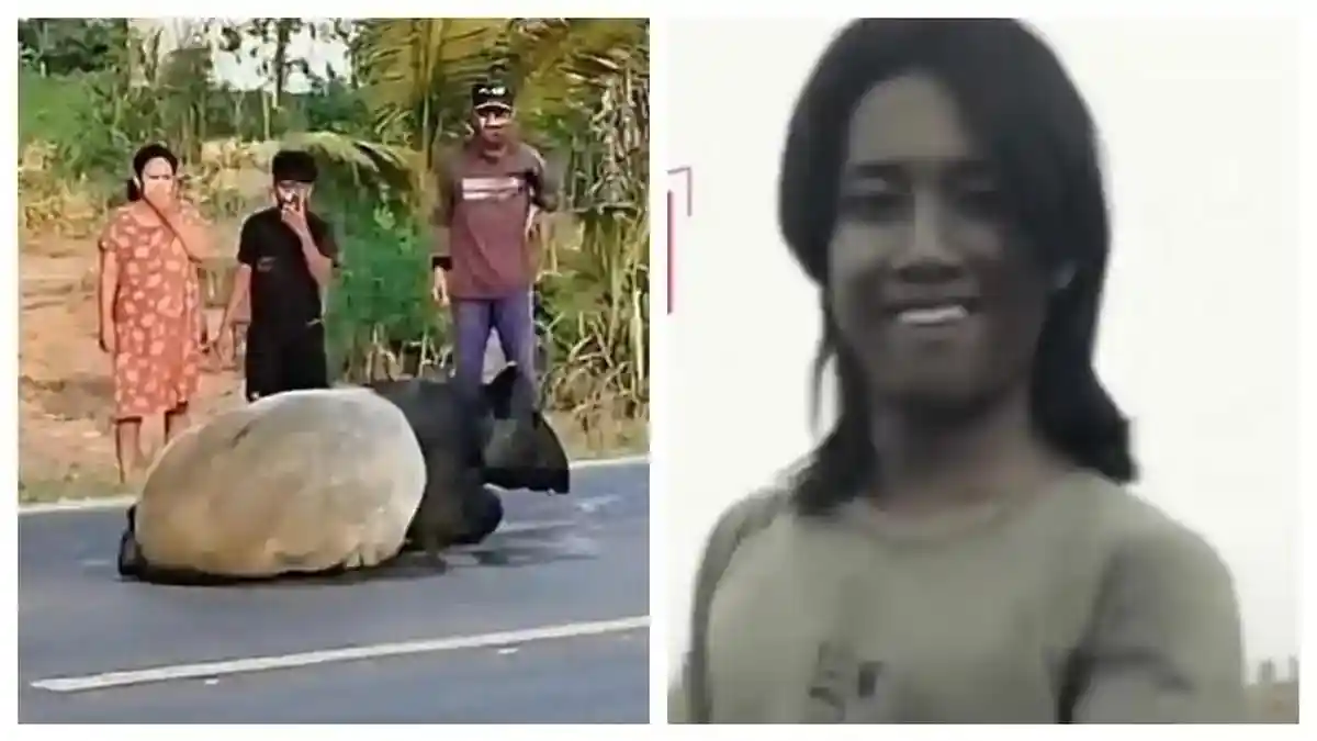 Nasib Pembunuh Tapir Langka dan Dimasak Rica-rica, 4 Pelaku Sudah Ditangkap Polisi - Tribunjateng.com