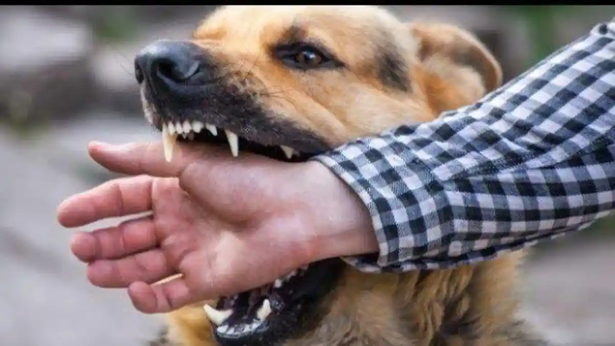 Viral Pasien di Bengkulu Digigit Anjing, Petugas Puskesmas Minta untuk Gigit Balik, Kini Dipolisikan