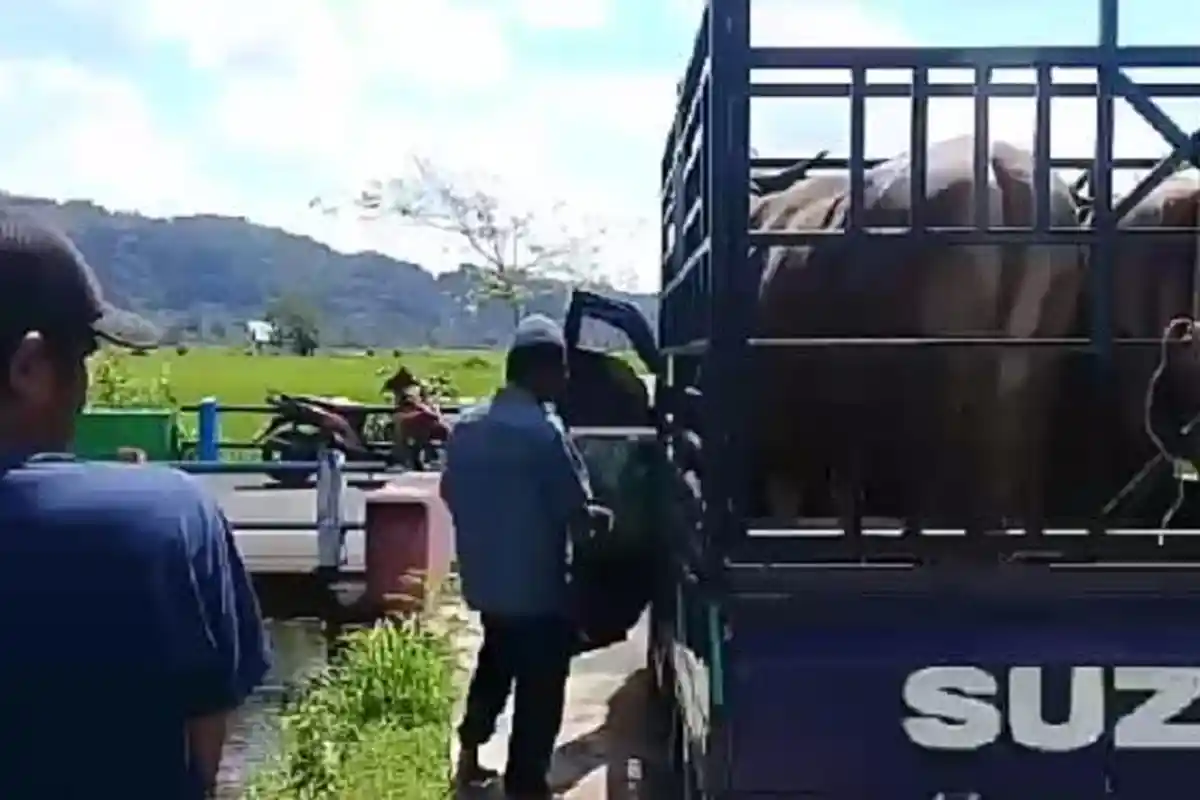 Harga Sapi di Sinjai Naik Rp2,5 Juta Jelang Iduladha