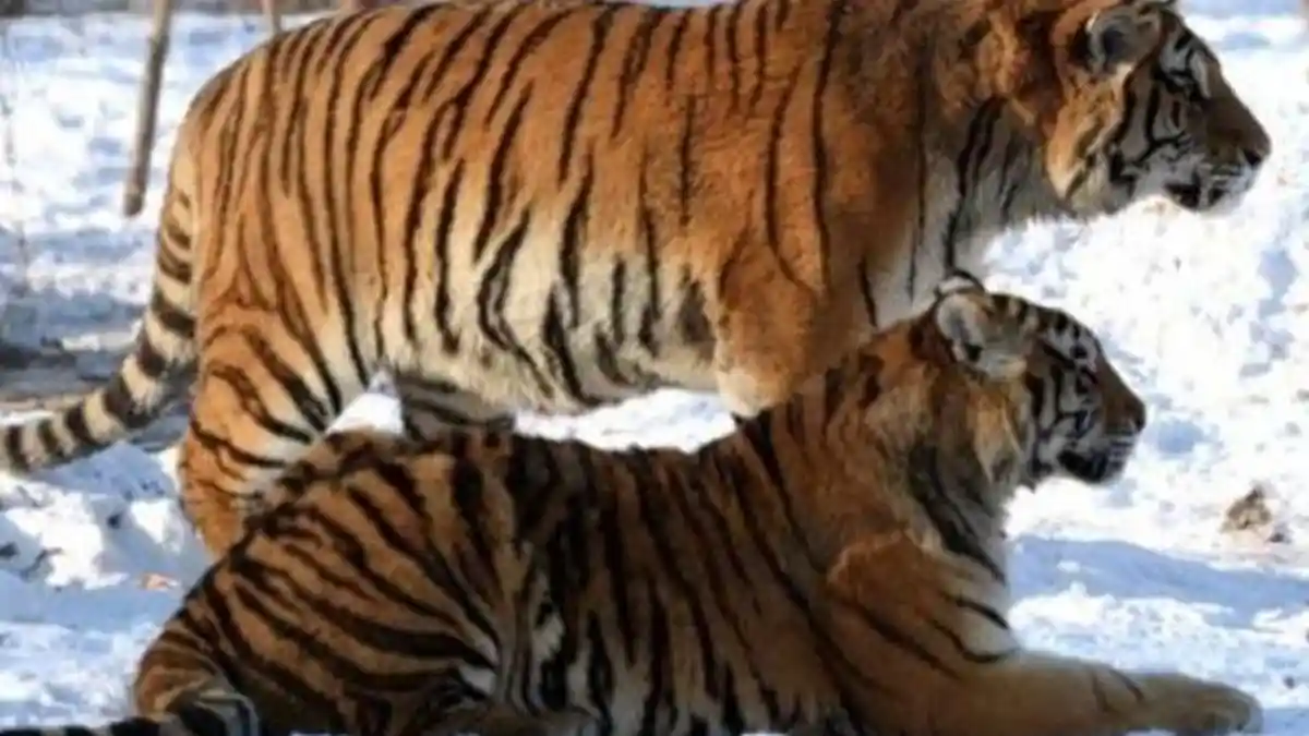 Harimau Siberia Terkam Warga dan Serang Mobil di China, Dilumpuhkan Petugas dengan Tembakan Bius