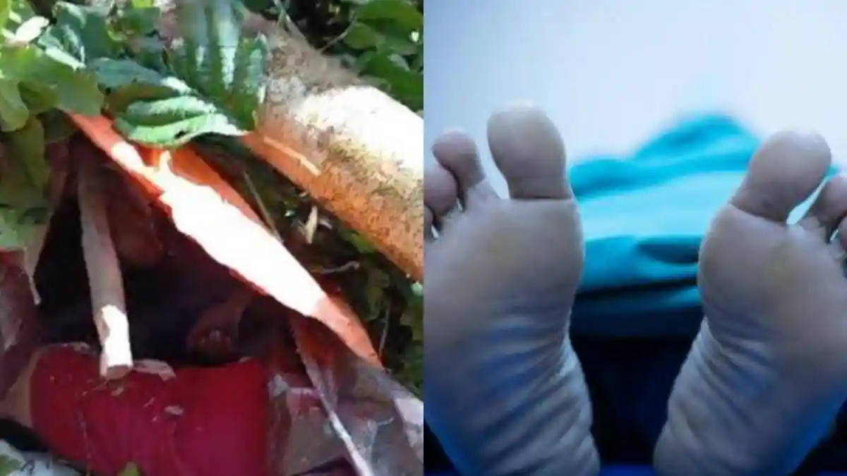 Kronologi Detik-detik 6 Penebang Kayu Tewas Tertimpa Pohon di Pohuwato Gorontalo, 1 Orang Selamat