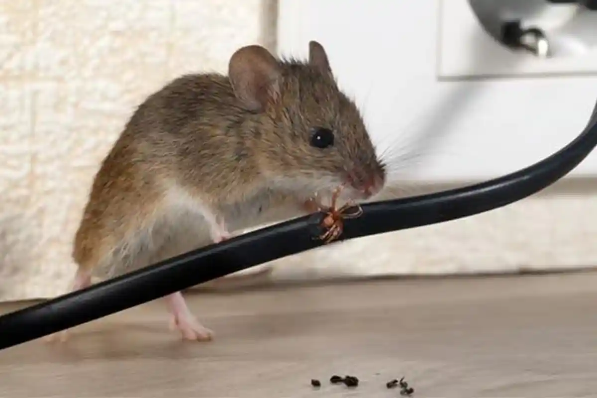 Alasan Tikus Suka Gigit Kabel di Rumah dan Cara Ampuh Mengatasinya