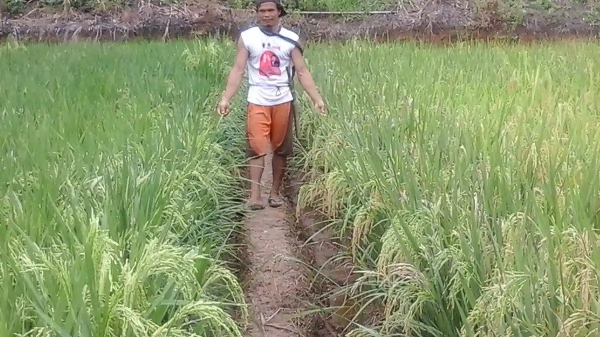 Petani di Desa Mekar Pelita Sulit Jual Hasil Panen
