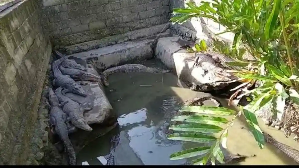 Buaya di Penangkaran Babana Mamuju Tengah Akan Dilepasliarkan, Ini Kata BBKSDA Sulselbar