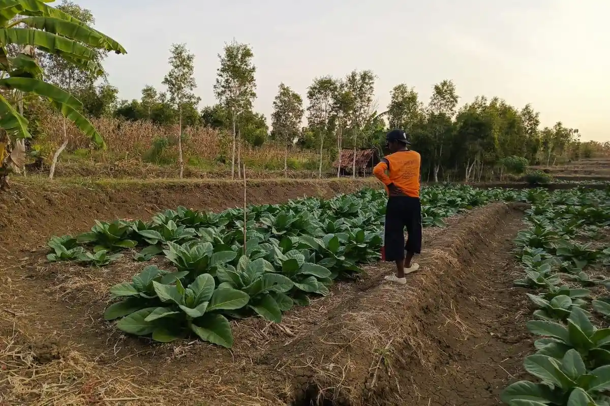 Luas Tanam Tembakau di Bojonegoro Capai 16.000 hektar, Tapi Tak Bikin Petani Sumringah