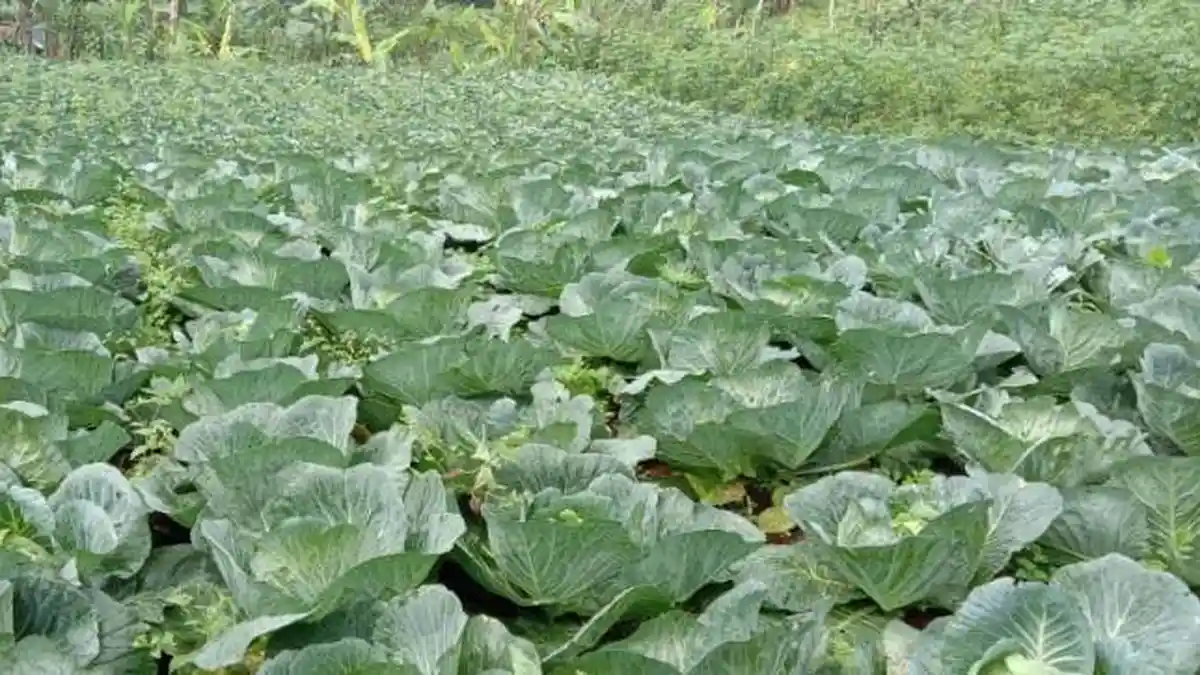 Penelitian Membuktikan Konsumsi Sayur Kubis Bisa Turunkan Risiko Penyakit Jantung