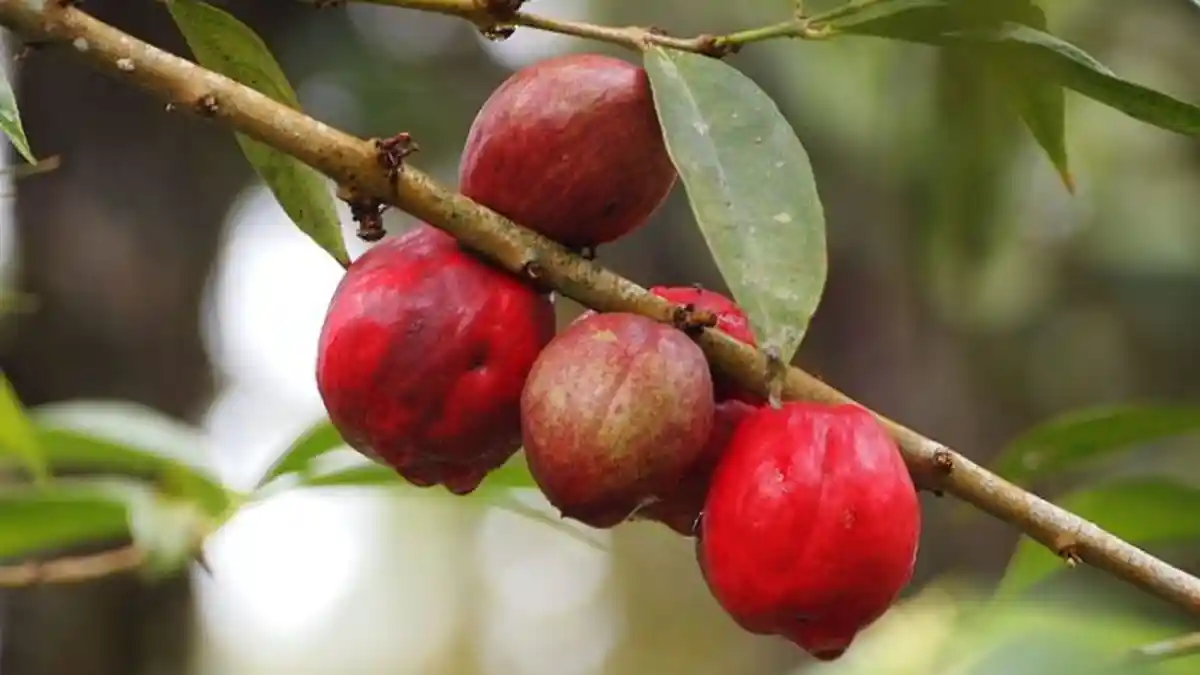 Seperti Ini Lho Wujud Asli Buah Simalakama Beserta Khasiatnya