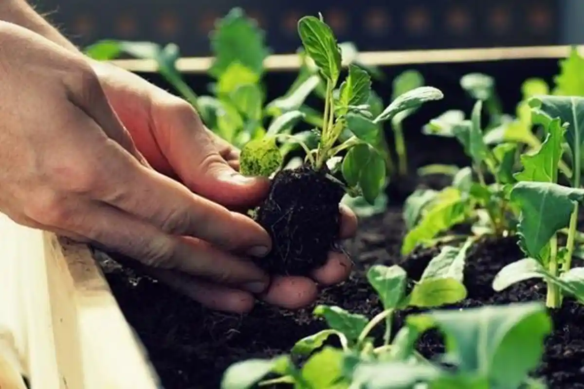 Tren Urban Farming di Palembang Meningkat di Era Pandemi, Solusi Bertani dalam Keterbatasan Lahan