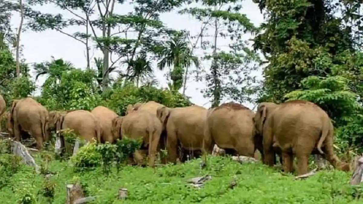 Gangguan Gajah di Pidie Sudah 62 Kali Terjadi di Sepuluh Kecamatan