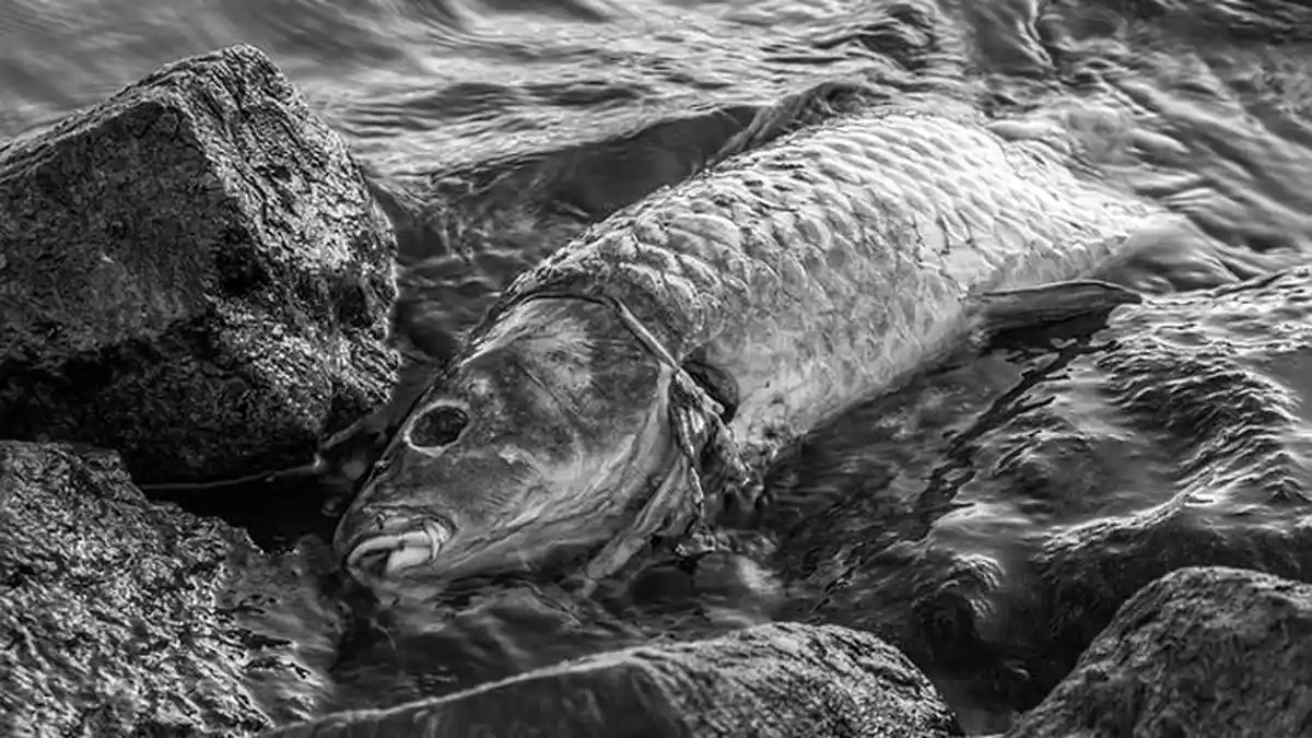 6 Arti Mimpi Tentang Ikan, Jika Melihat Banyak Ikan Mati Maka Waspadalah!