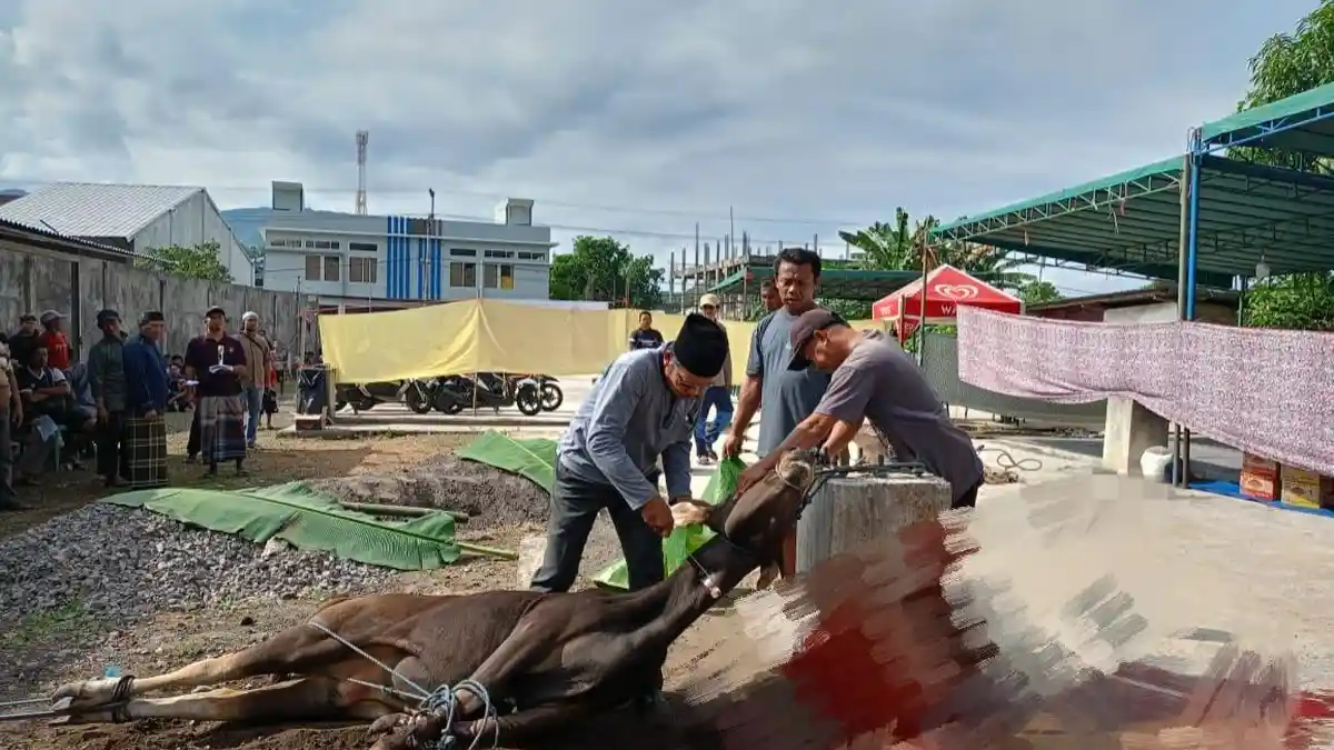 251 Ekor Hewan Kurban Disembelih saat Hari Raya Idul Adha di Ende NTT