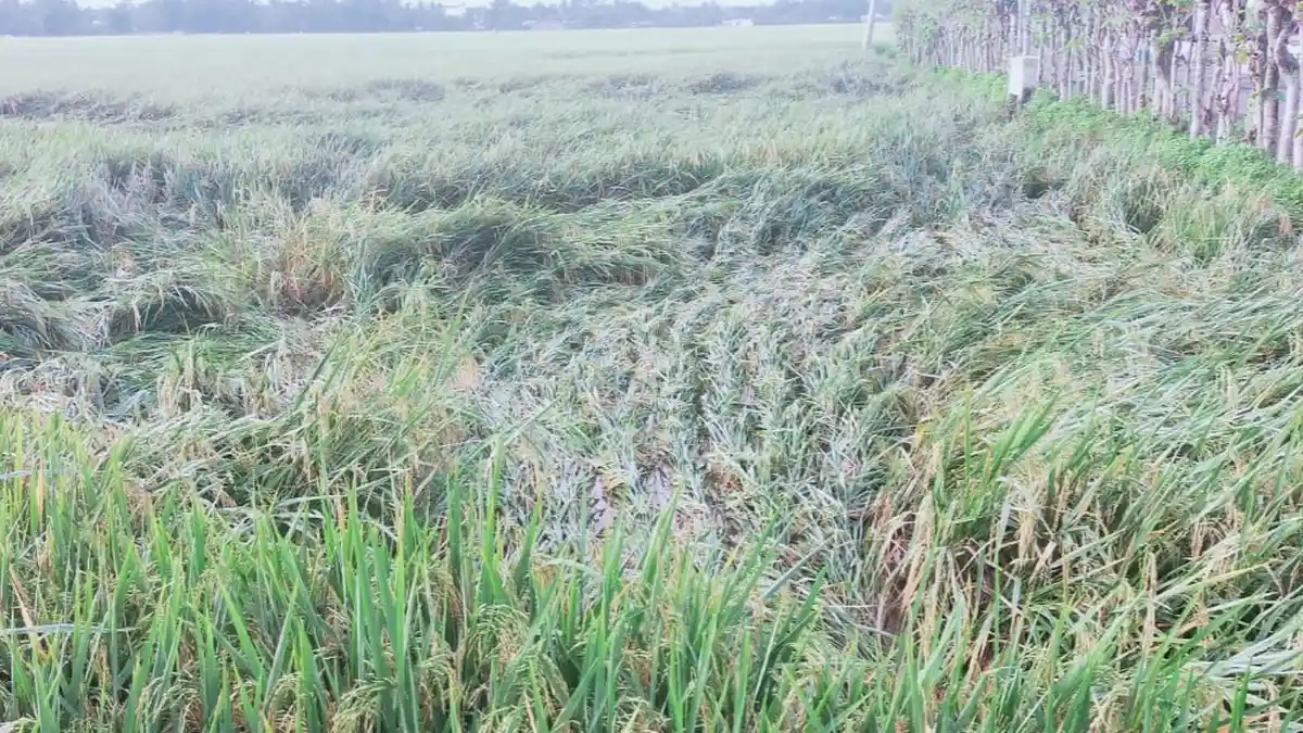 Diterjang Angin Kencang dan Hujan, Padi Tumbang di Simpang Tiga, Pidie 
