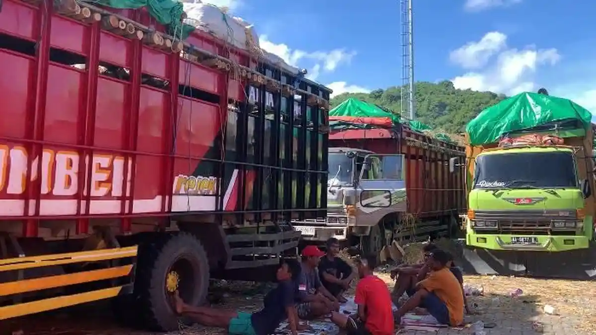 Peternak NTB Tolak Jalur Padangbai, Biaya Membengkak hingga Sapi Terancam Mati Jadi Alasan