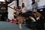 Anjing Pelacak Narkoba