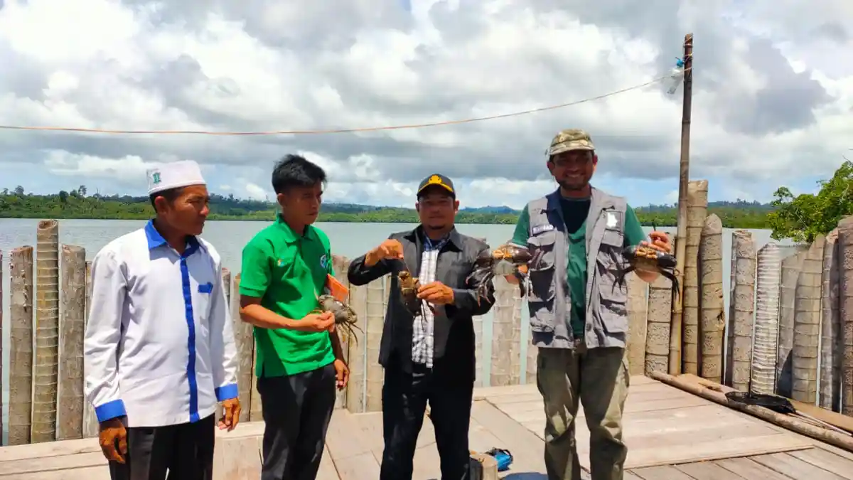 Budidaya Kepiting Bakau Binaan Baitul Mal Aceh di Simeulue Mulai Dipanen