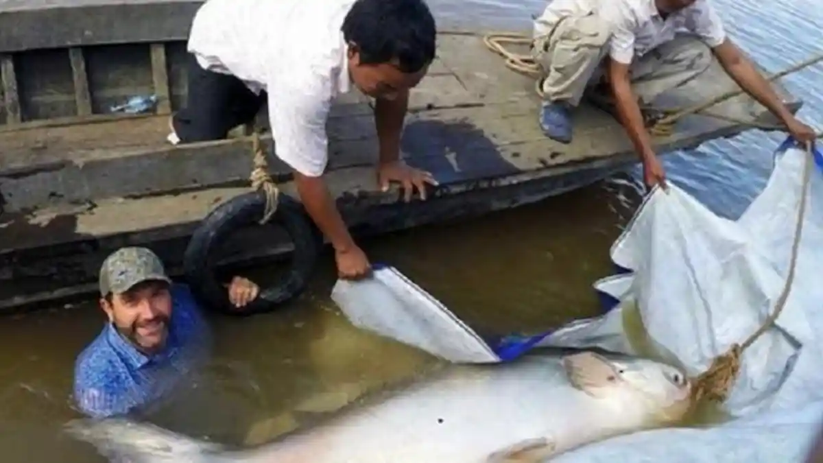 Ditemukan! Ikan Lele Raksasa Langka Sungai Mekong