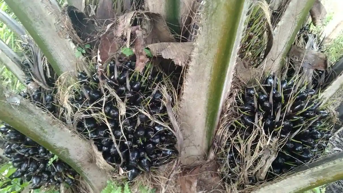 Ram Besok Buka, Petani Sawit Aceh Singkil  Sudah Bisa Panen, Per Kilo Rp 2.500