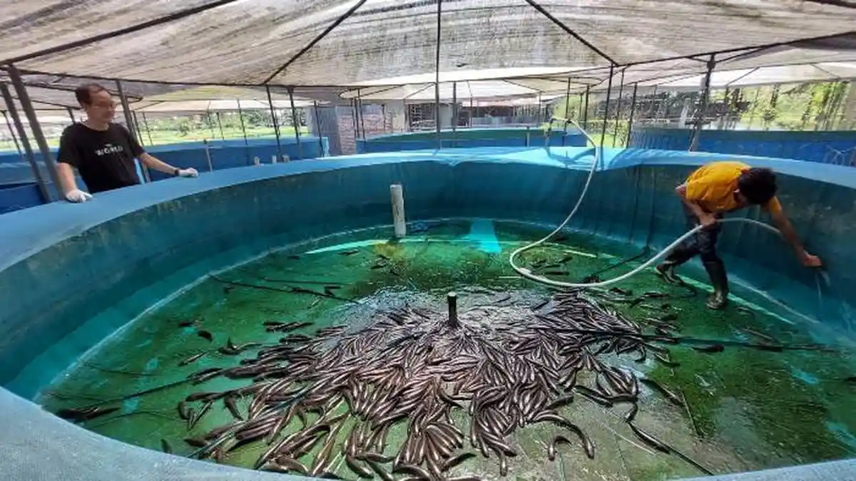 Budidaya Ikan Gabus di Sergai, Panen Hingga 5 Ton Lalu Diolah Jadi Suplemen Protein Tinggi