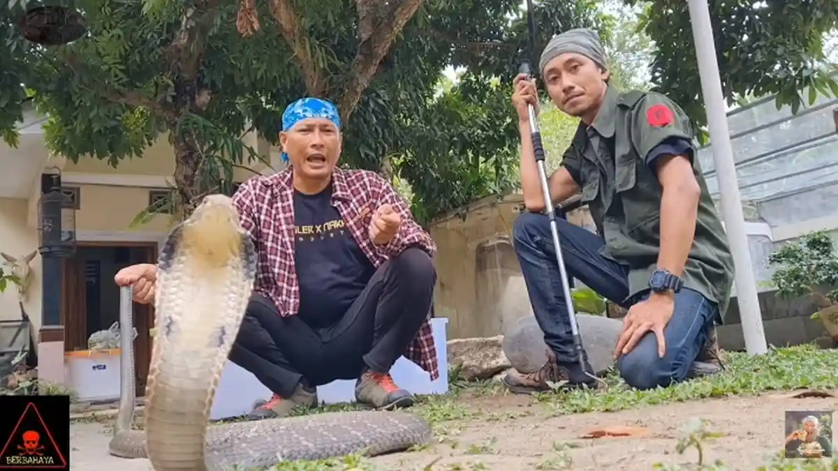 Heru Gundul Guru Panji Petualang Beri Tips Pertolongan Pertama Saat Digigit Ular Kobra
