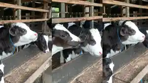 Viral-sapi-berwajah-goodlooking-dari-Boyolali-Jawa-Tengah-Video-ditonton-jutaan-orang.jpg