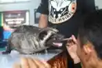 Kontes Hewan Musang Nasional