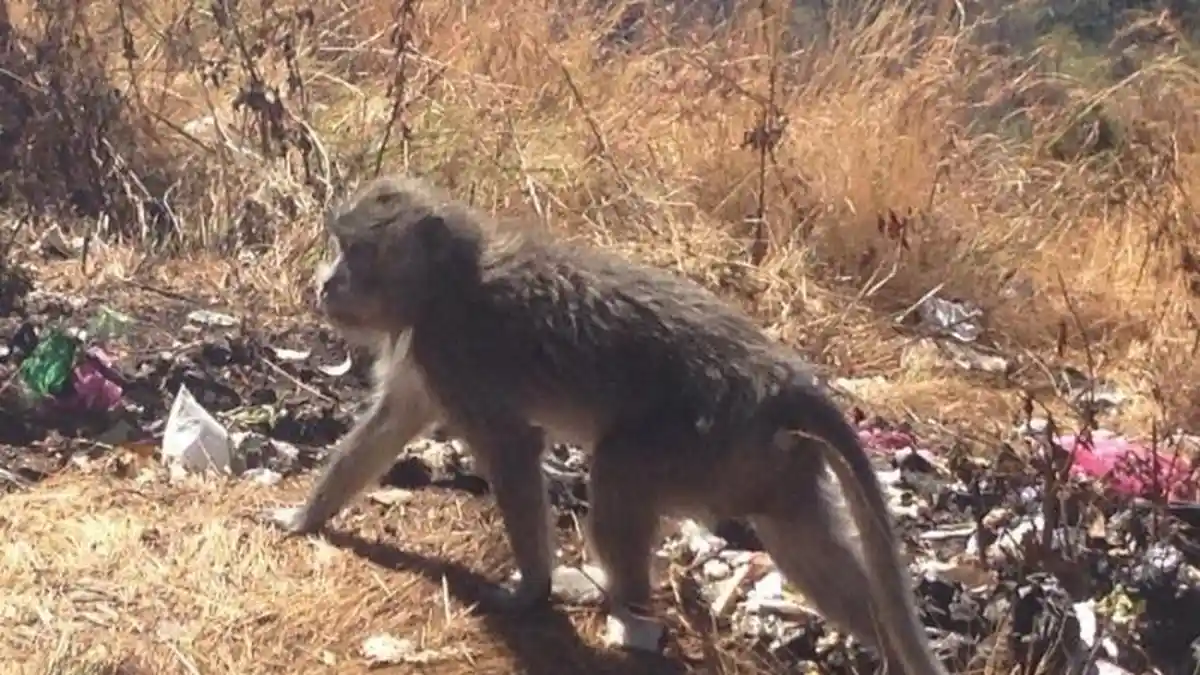 Kawanan Monyet Bunuh Ratusan Anjing di India, Diduga Aksi Balas Dendam