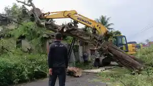 POHON-TUMBANG-KEBUMEN-DIEVAKUASI.jpg