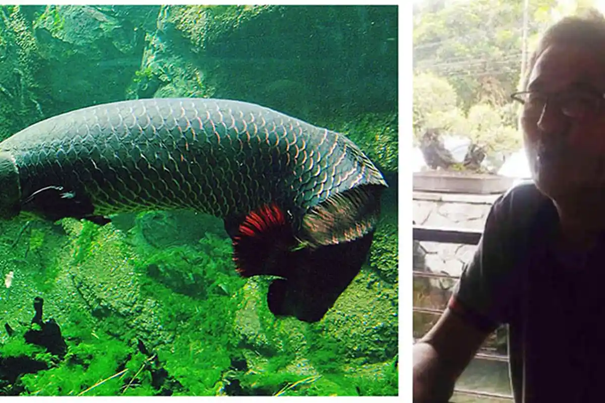 Owner Rumah Kayu Lampung Beberkan Rahasia Rawat Ikan Arapaima Selama 10 Tahun