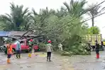 Hujan Lebat Disertai Angin Kencang Terjadi di HSS, Sejumlah Pohon Tumbang, Ada Timpa Mobil Parkir