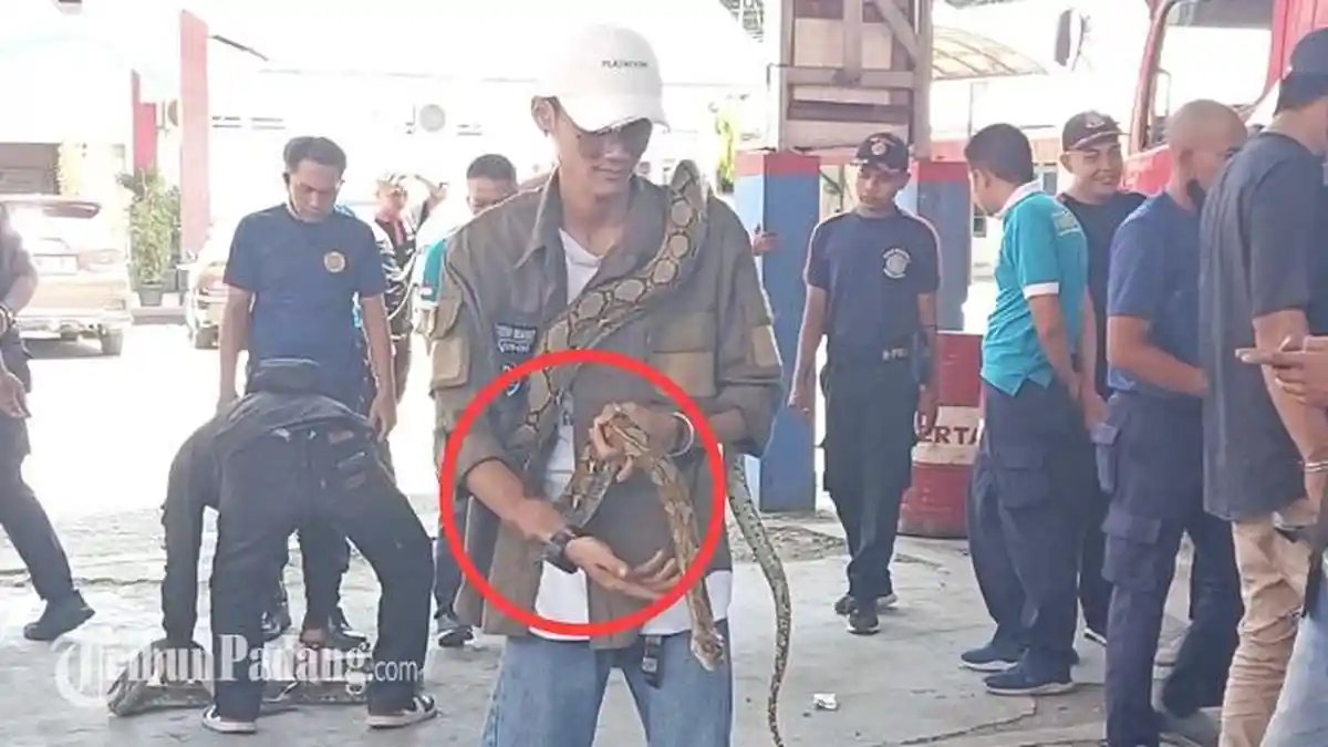 Anggota Komunitas KRAP Rela Dipatok Ular, Demi Mengedukasi Petugas Damkar Kota Padang