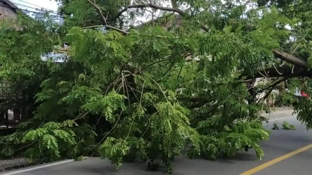 Kurangi Kecepatan Kendaraan, Ada Pohon Tumbang di Jalan Poros Bulukumba-Bantaeng