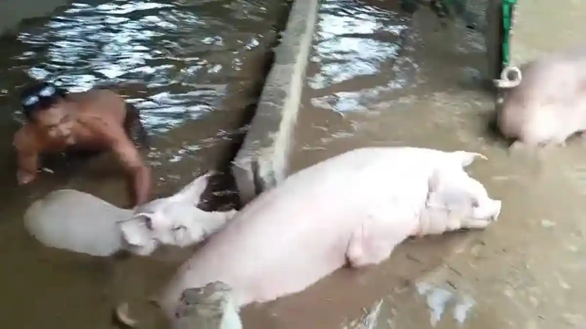 HEWAN Ternak & Kendaraan Diselamatkan dari Banjir di Manggis Karangasem,Sungai Meluap & Warga Panik