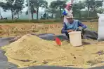 Harga Gabah di Trenggalek Melonjak saat Musim Panen Bikin Kaum Petani Full Senyum