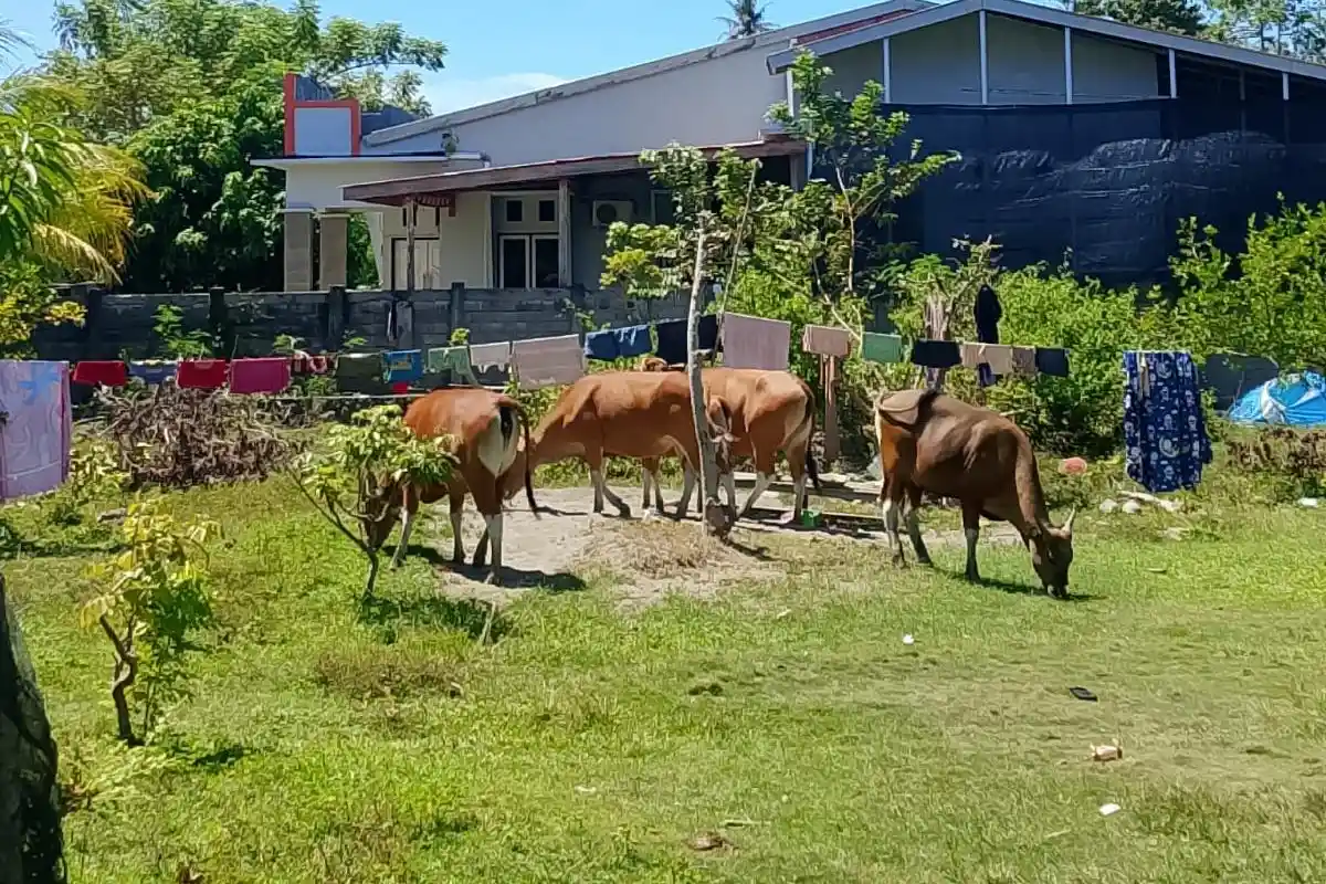 Warga Tanjung Babia Siap Bantu Satpol Tertibkan Sapi Liar, Keluhkan Denda Tak Efektif