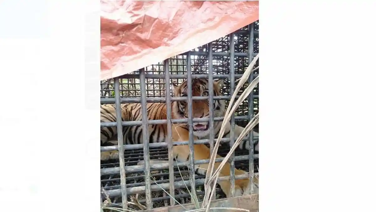 Satu Harimau Sumatera Masuk Kandang Jebak di Desa Bukit Mas Langkat