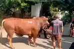 VIRAL-MEDIA-SOSIAL-Sapi-kurban-berukuran-jumbo-seberat-11-ton.jpg