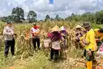Polisi dan Kelompok Tani Panen Jagung Perdana Desa Raut Muara, Perkuat Ketahanan Pangan di Sekayam
