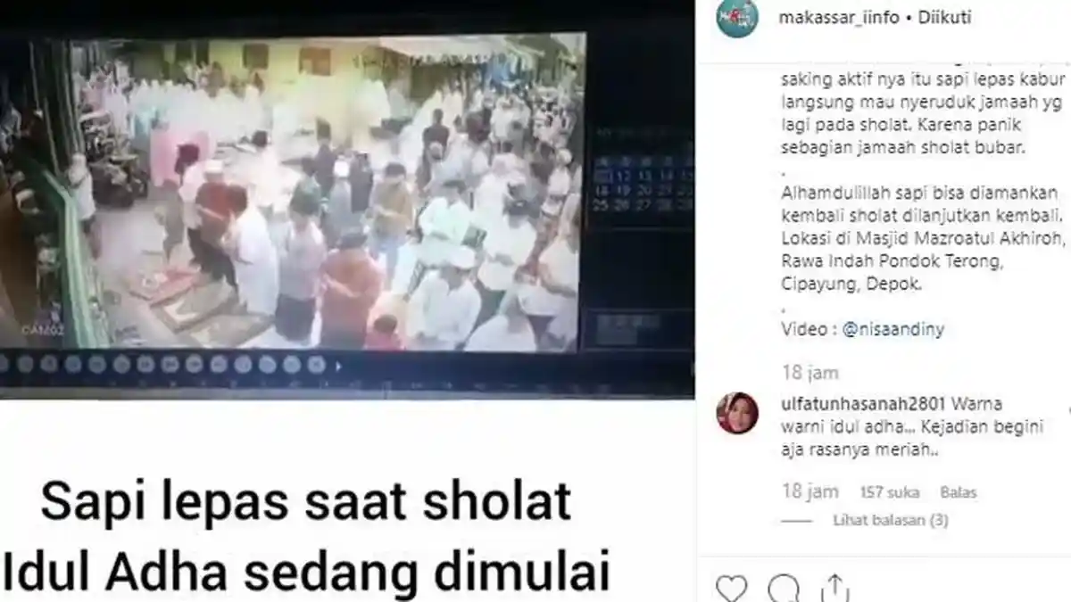 Sapi Kurban Lepas Seruduk Jamaah Shalat Idul Adha, Jemaah Panik dan Berhamburan